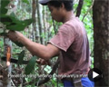 The Legacy of Illegal Logging in Kapuas Hulu