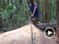 Timber and Livelihoods in Ecuador